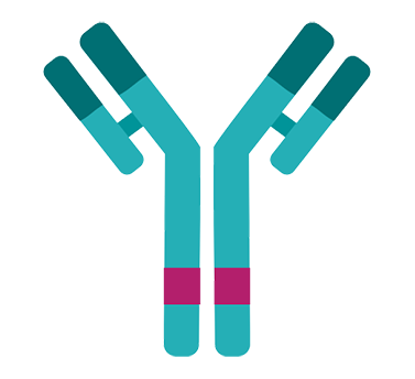 VRDN-003 is a potential best-in-class subcutaneous monoclonal antibody targeting IGF-1R. VRDN-003 has the same binding domain as its parent molecule, VRDN-001, and was engineered to have a longer half-life. VRDN-003 is designed to maintain the clinical response of VRDN-001 IV while significantly increasing patient convenience and potentially improving safety. Viridian is on track to initiate two phase 3 clinical trials of VRDN-003 in August 2024.