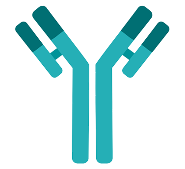 Viridian’s lead product candidate, VRDN-001, is a potential best-in-class, IV monoclonal antibody targeting IGF-1R. VRDN-001 acts as a full antagonist of IGF-1R, and based on clinical data to date, has demonstrated robust clinical activity and was generally well-tolerated at Week 6 compared with the currently approved anti-IGF-1R antibody.